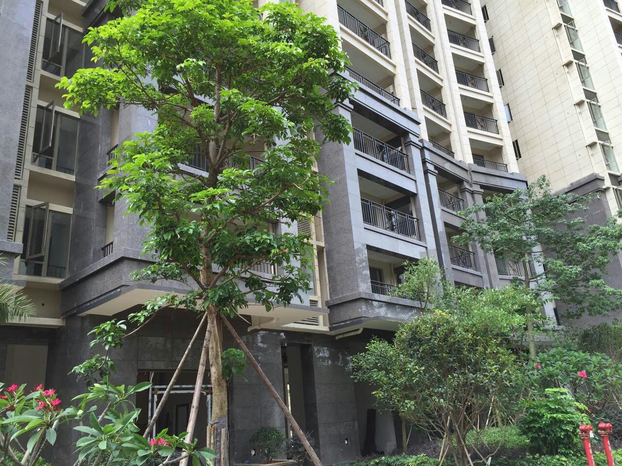 厦门世茂（棕钻）